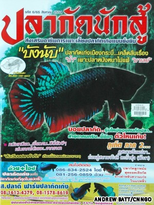 05Fighting_Fish.jpg