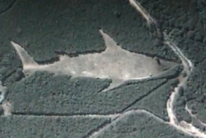 1-shark.jpg