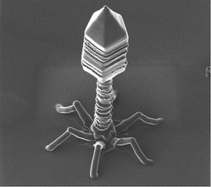 20091116t4bacteriophage.jpg