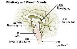 250px-Illu_pituitary_pineal_glands_ja.jpg