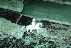 4-horse.jpg