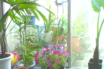 flower-0811.jpg