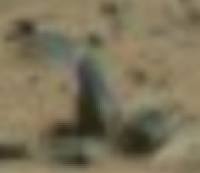 man-color-2.jpg