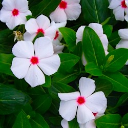 vinca-rosea.jpg